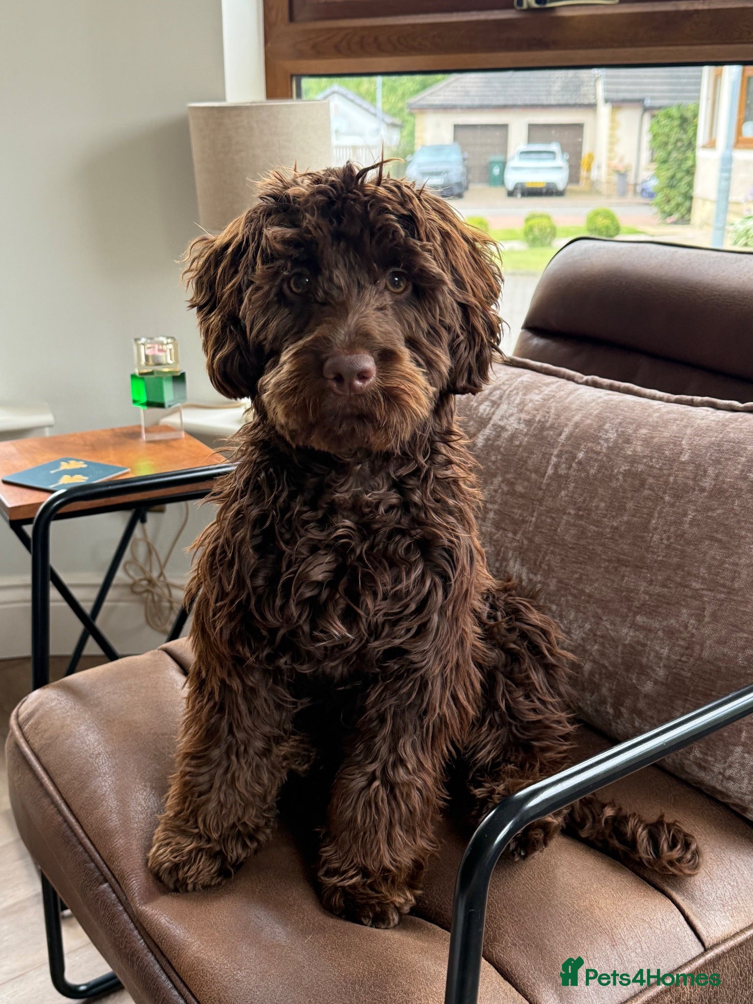 Cockapoo dogs Cockapoo for sale - Advert 5