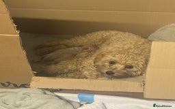 Maltipoo dogs for sale: Beautiful litter of maltipoos - Image 5