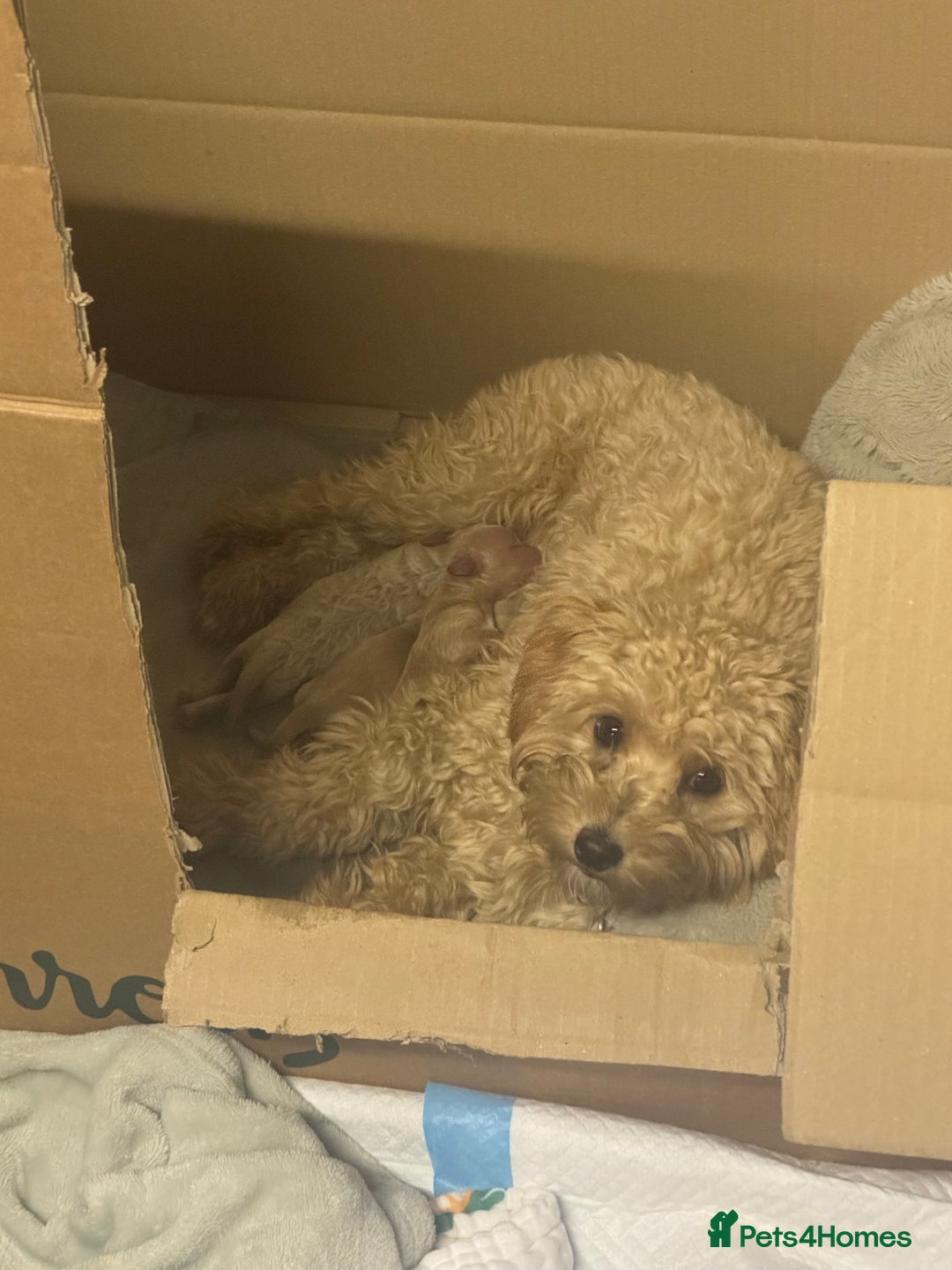 Maltipoo dogs for sale: Beautiful litter of maltipoos - Image 5