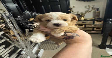 Maltipoo dogs - Advert 7