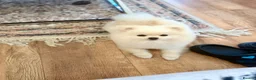 Pomeranian dogs for sale: Gorgeous Teddy Bear boy  - Advert 15