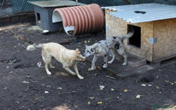 Mixed Breed dogs for adoption: 💙🐶 NICK AND MAILY 🐶💖 - Image 37