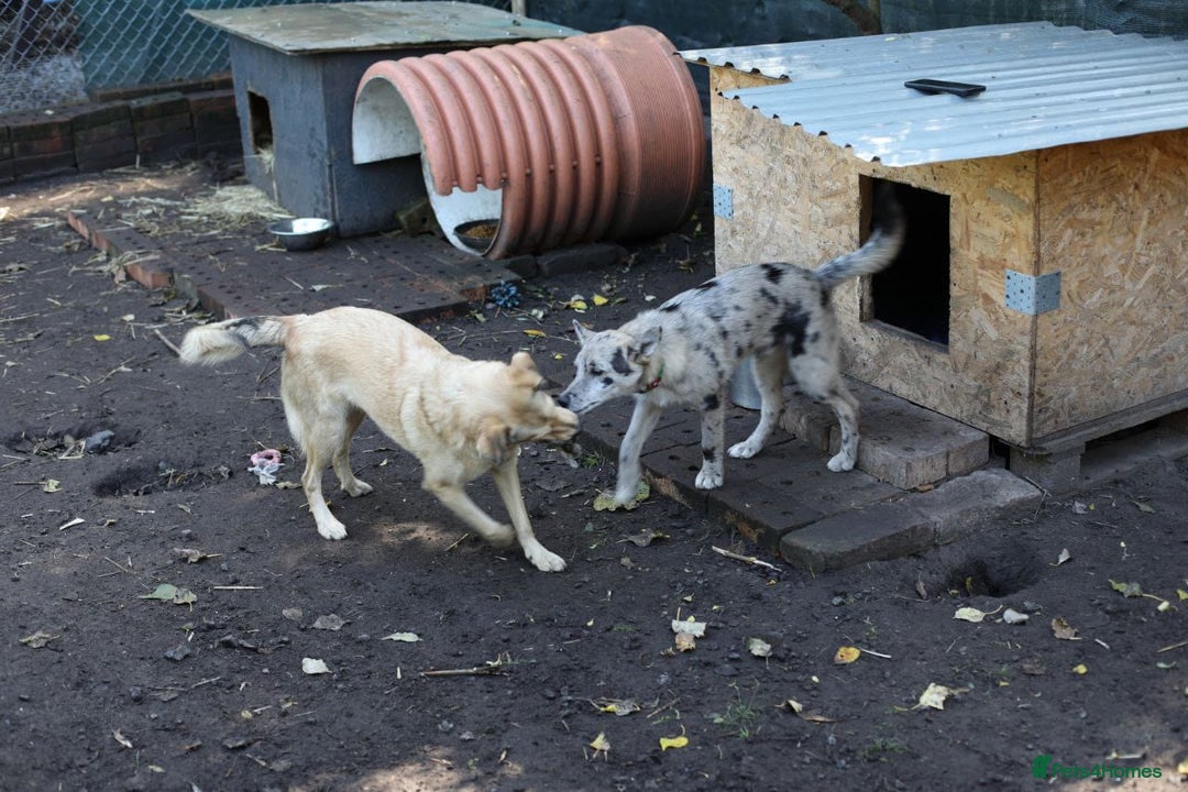 Mixed Breed dogs for adoption: 💙🐶 NICK AND MAILY 🐶💖 - Image 37