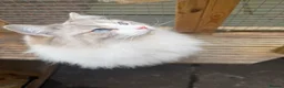 Ragdoll cats for sale: 🌸Active Female Ragdolls GCCF/TICA🌸 - Advert 3