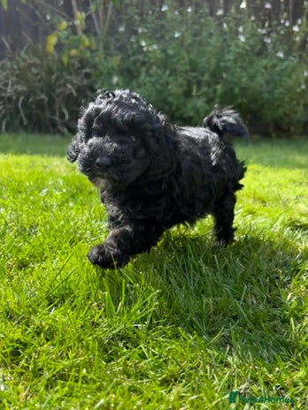 Jackapoo dogs - Advert 1