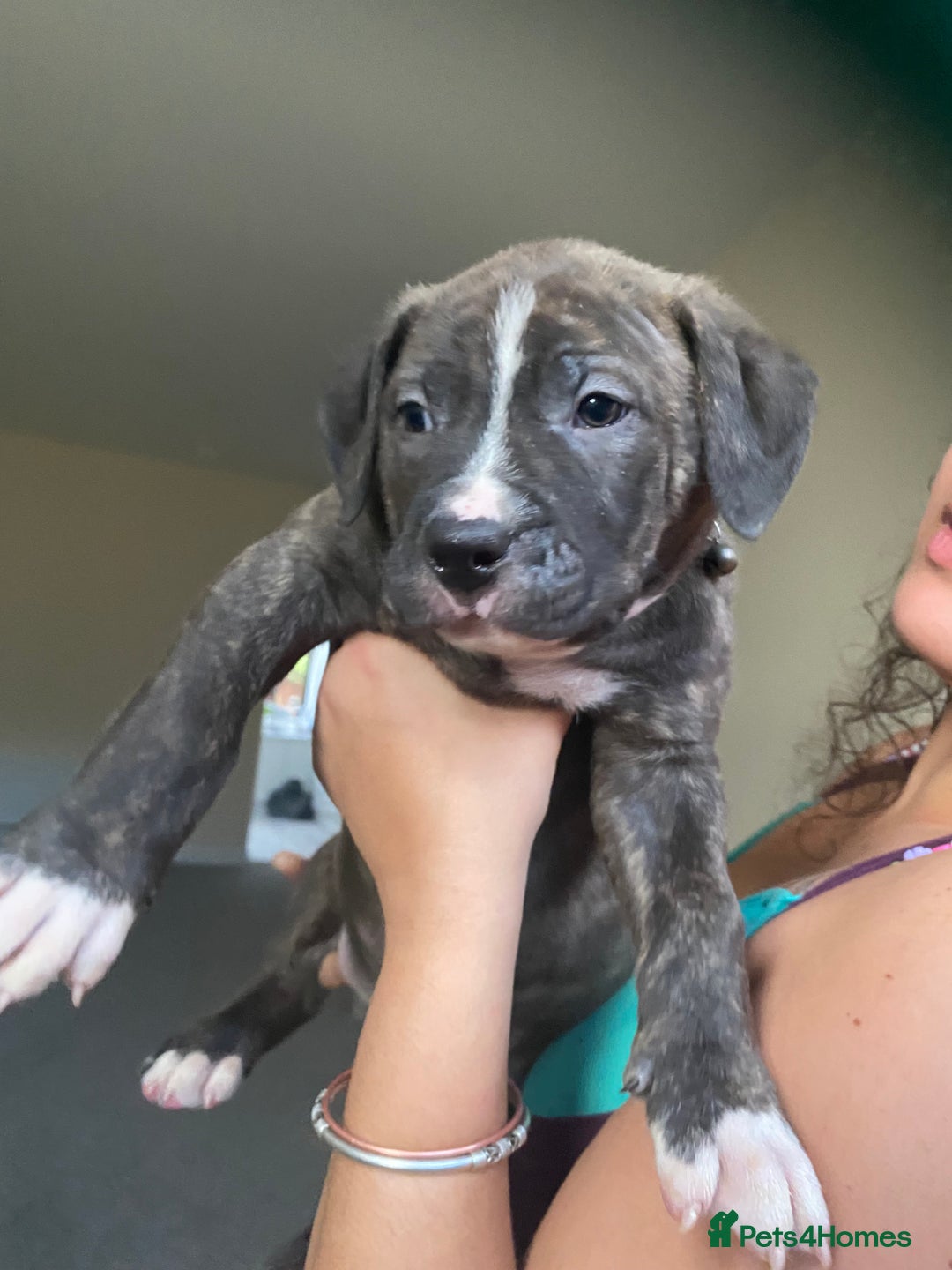 Mixed Breed dogs for sale: Scott American Bulldog Cross  - Advert 10