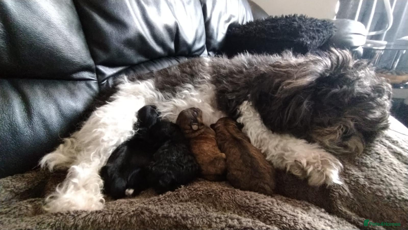 Shih Tzu dogs Shih-Tzu Male Puppies for Sale. - Advert 2