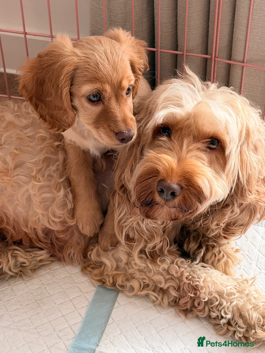 Cockapoo dogs for sale:  ✨🐶 Gorgeous female cockapoo puppy🐶✨ - Advert 2