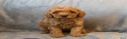 Cavapoo dogs for sale: Cavapoos Extensive DNA & Heart tested - Advert 23