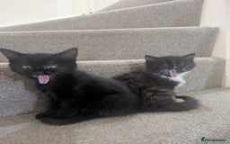 Mixed Breed cats for sale: 2 kittens looking for home - Advert 3