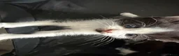 Mixed Breed cats for sale: Mixed Tuxedo kittens - Advert 8