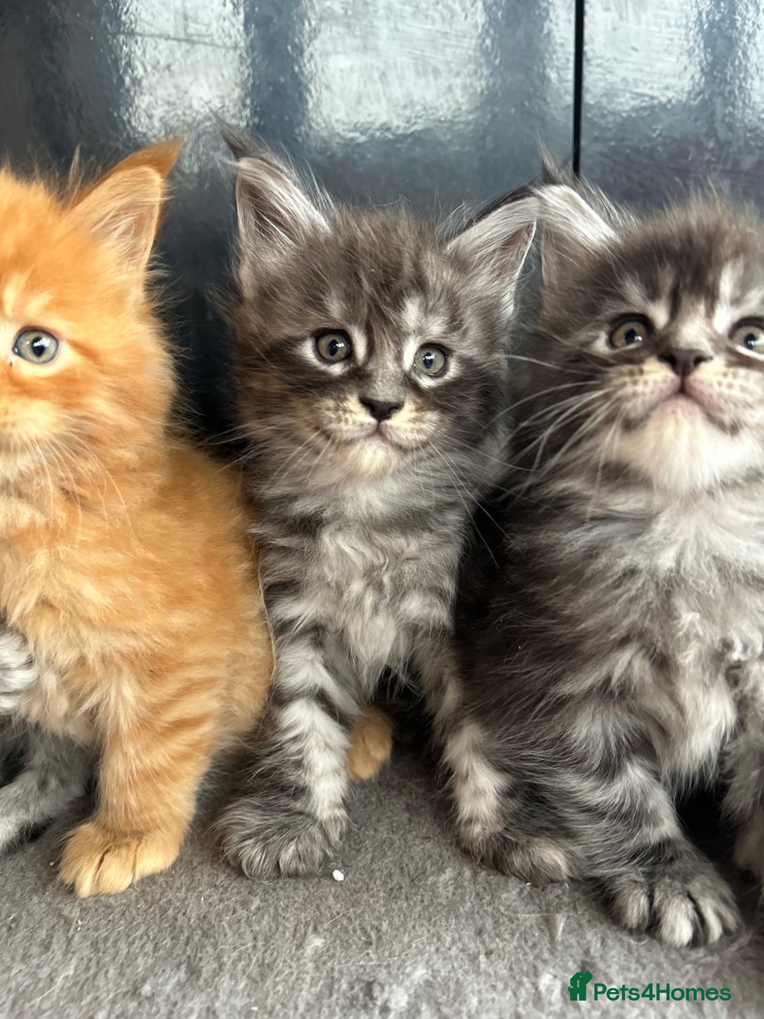 Maine Coon cats Maine Coon Kittens  - Advert 4