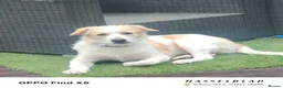 Belgian Shepherd Dog dogs for sale: Finding Teddy's forever home  in Corby - Advert 5