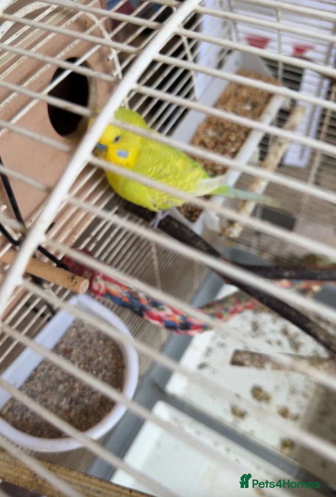 Budgerigars birds for sale: Male and female  in Halifax - Advert 1