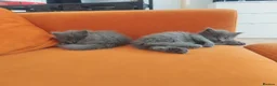 Ragdoll cats for sale: Ragdoll x British Shorthair kittens  - Advert 3
