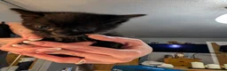 Mixed Breed cats for sale: Six adorable and sweet natured kittens in Kilmarnock - Advert 4