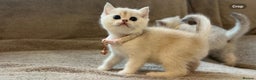 Scottish Fold cats for sale: Beautiful Scottish Straight Kittens - Advert 19