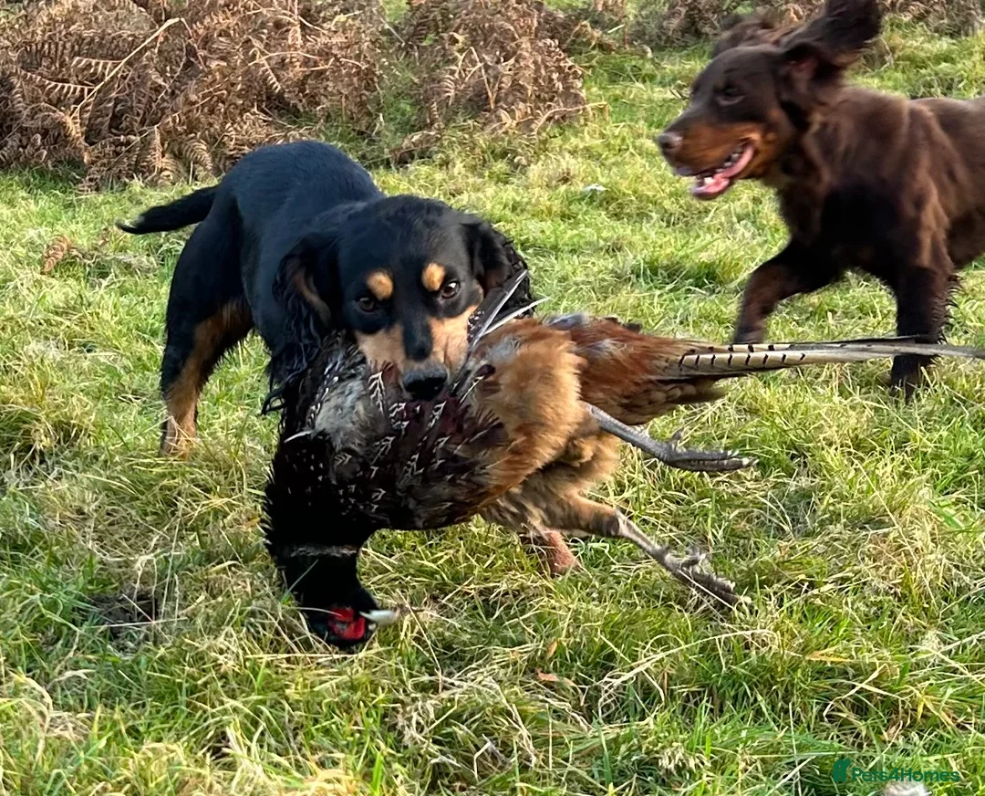 Cocker Spaniel dogs for stud: KC Working Cocker Spaniel Health tested in Ludlow - Advert 7