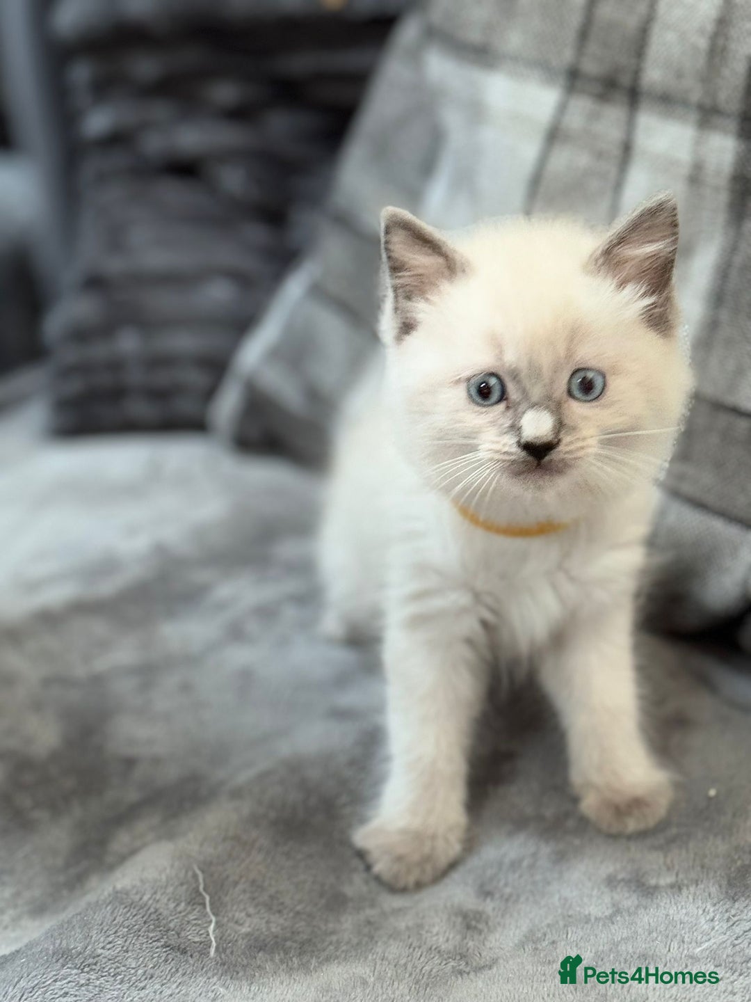 Ragdoll cats for sale: 5 beautiful blue point ragdolls - Image 5