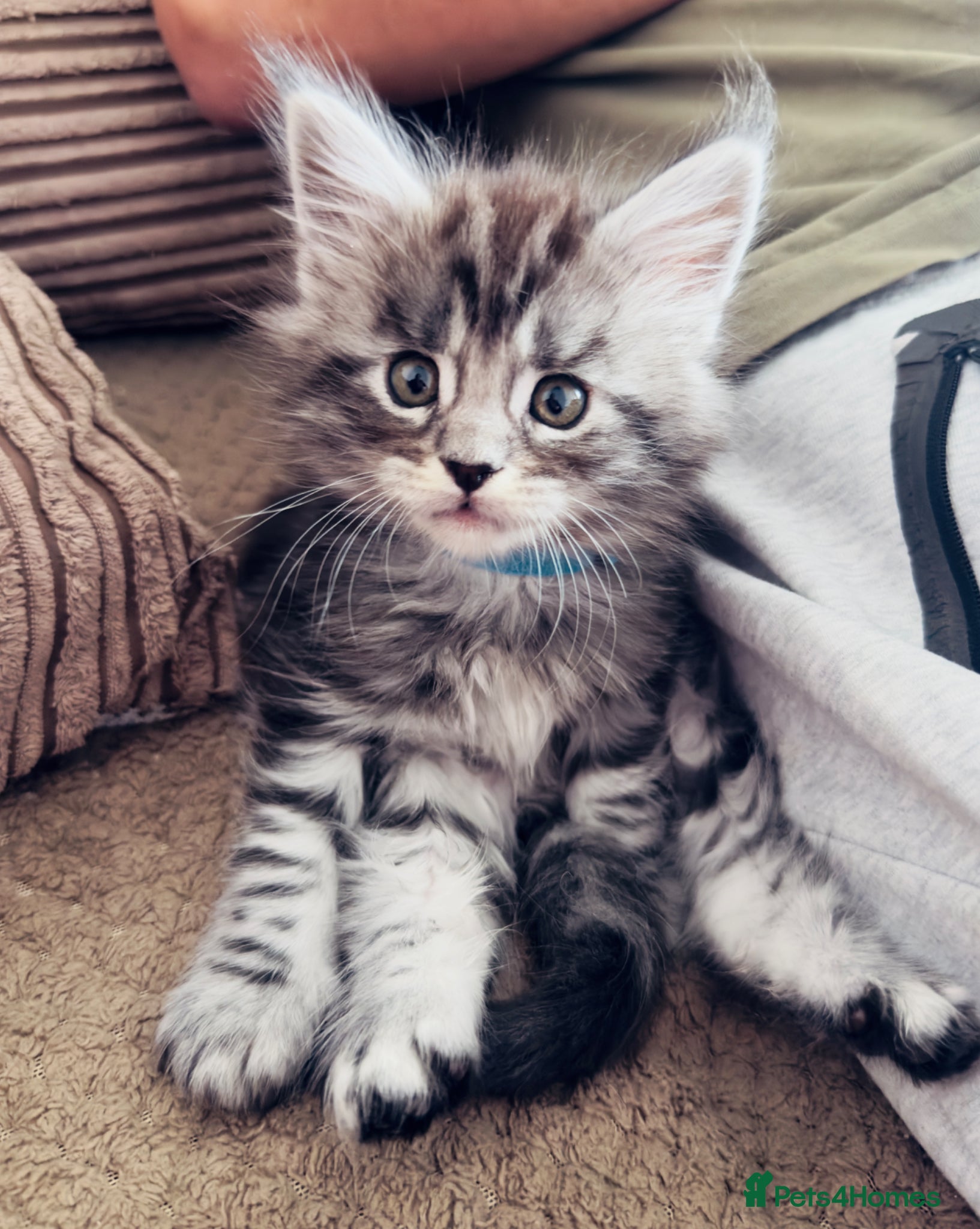 Maine Coon cats 🐾 Stunning Maine Coon Kittens🐾 - Advert 18