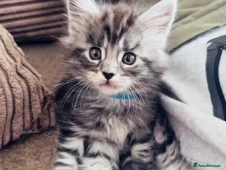 Maine Coon cats 🐾 Stunning Maine Coon Kittens🐾 - Advert 18