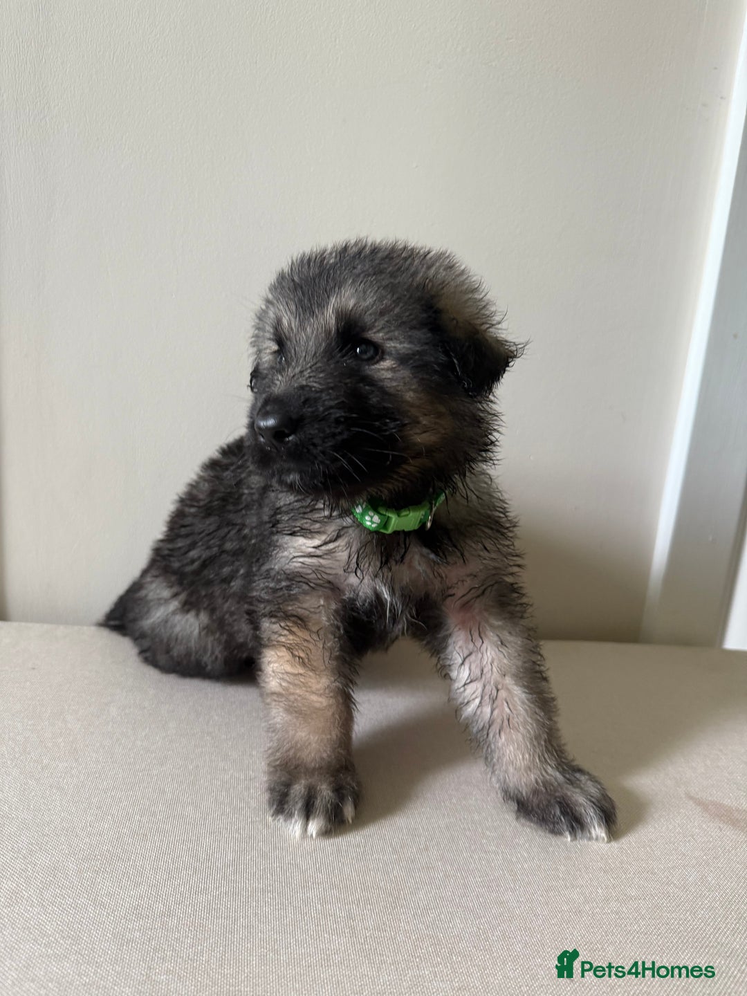Mixed Breed dogs for sale: Alaskan Malamute x German Shepard Cross puppies - Image 6