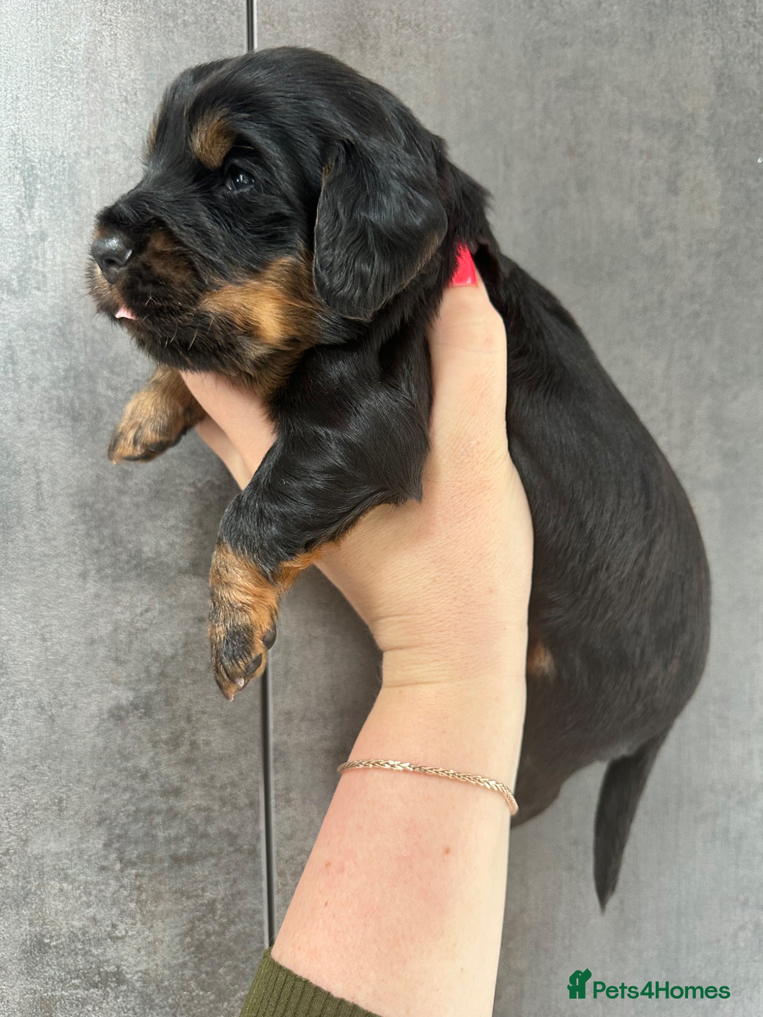 Cocker Spaniel dogs for sale: KC Registered Cocker Spaniels–DNA Clear Parents 👑 - Advert 6