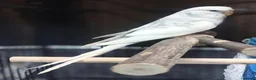 Budgerigars birds for sale: Outstanding pet baby budgies priced from £40 - Advert 25
