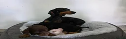 Dachshund dogs for sale: Beautiful Standard Dachshund Puppies  - Advert 29