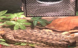 Snake reptiles for sale: Western Hognose Snake - Image 3