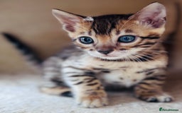 Bengal cats for sale: TICA Reg Bengal Kittens - Ready next month 🐾 - Image 30