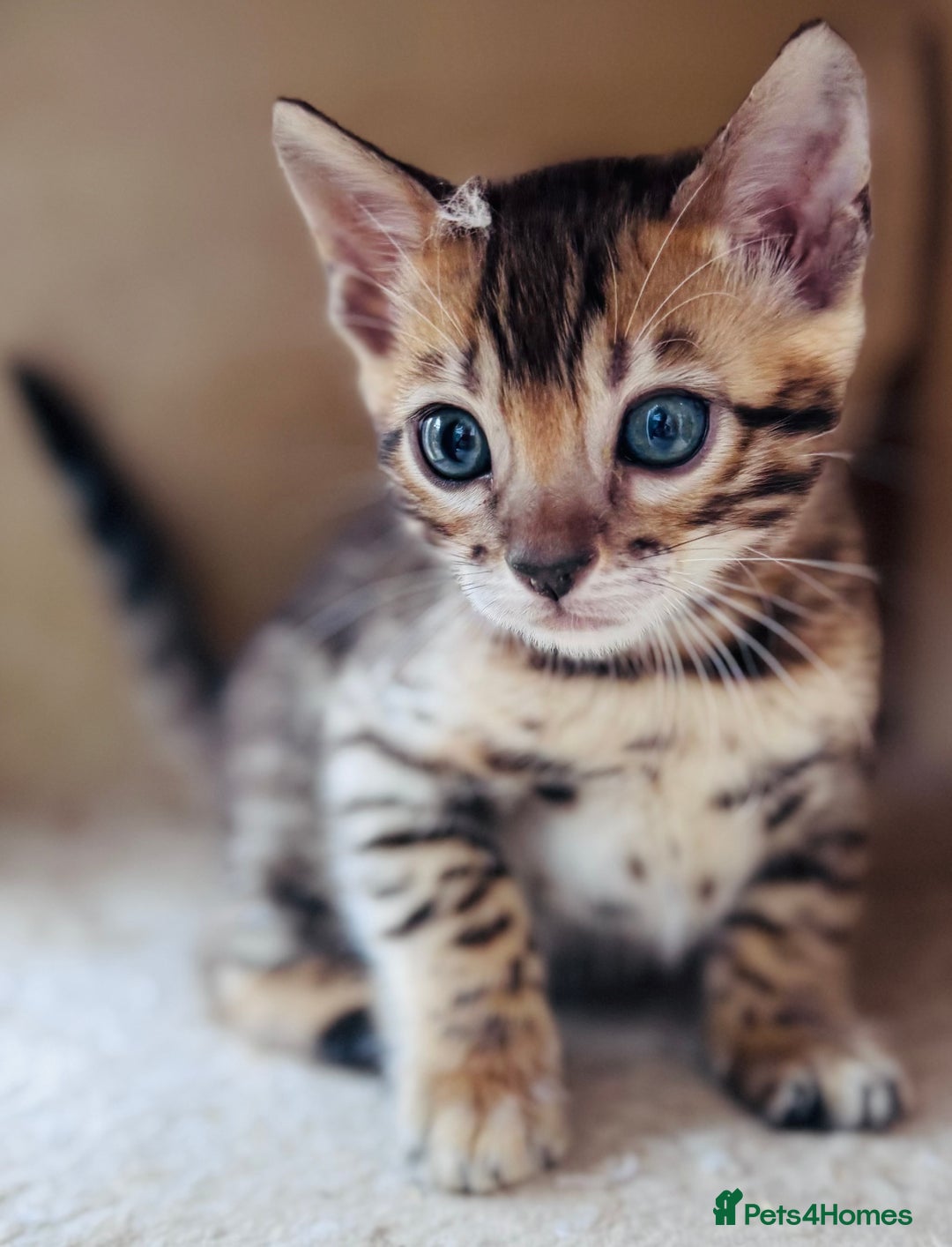Bengal cats for sale: TICA Reg Bengal Kittens - Ready next month 🐾 - Image 30