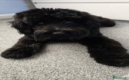 Cockapoo dogs for sale: Molly F1 cockapoo 💝 - Advert 5