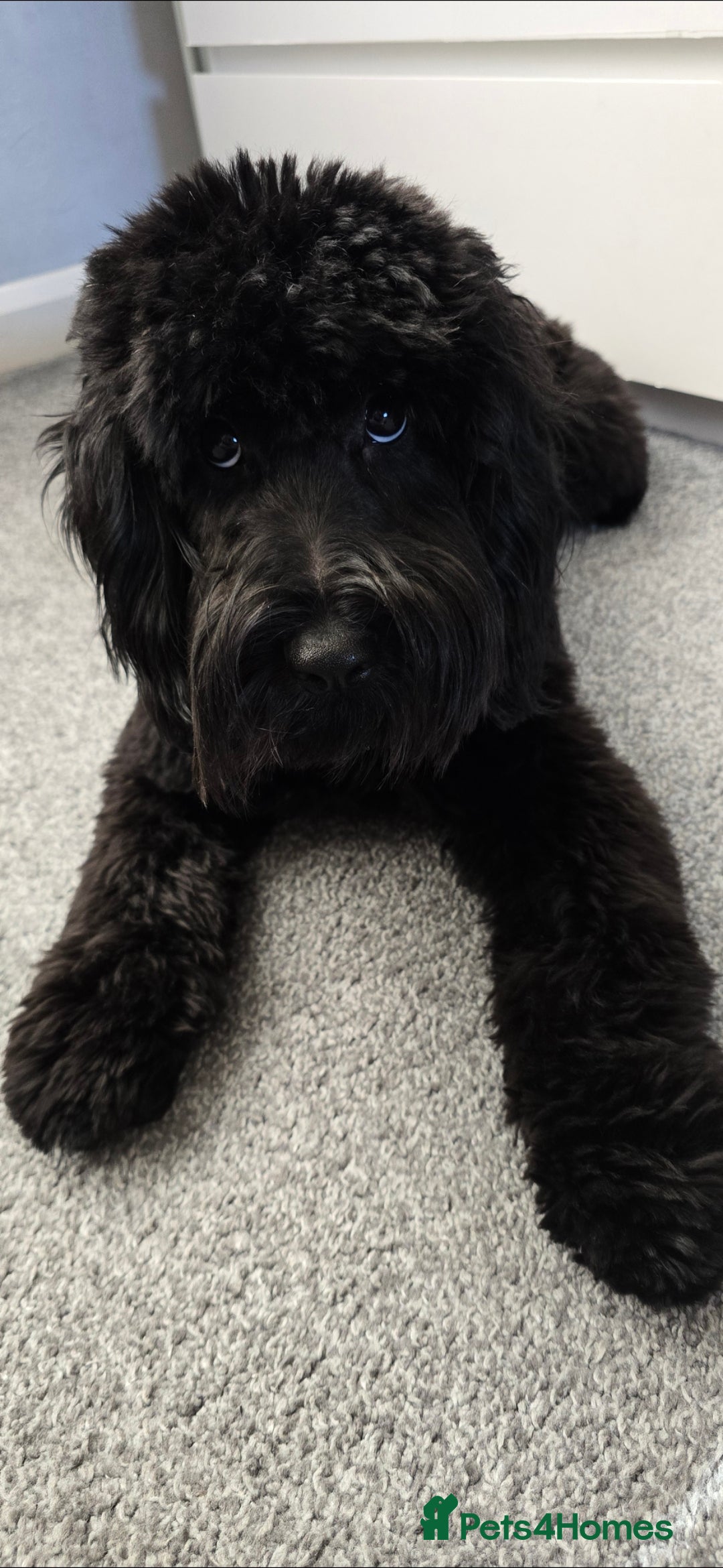 Cockapoo dogs for sale: Molly F1 cockapoo 💝 - Advert 5