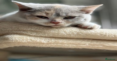 British Shorthair cats - Advert 10