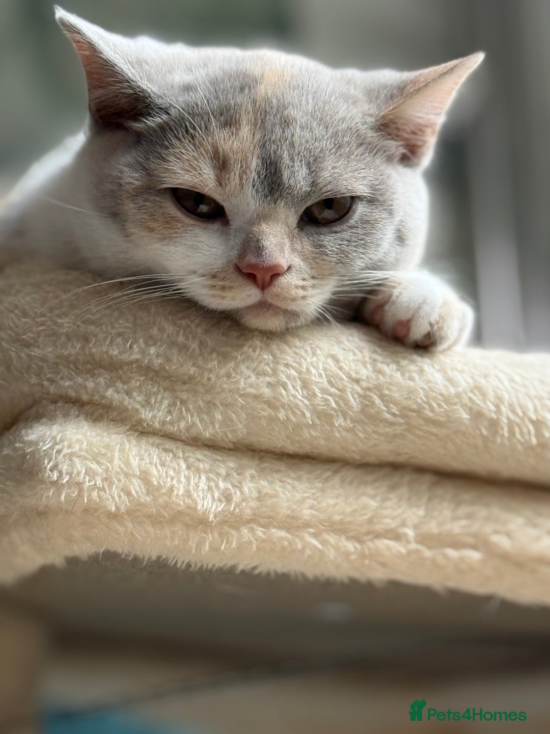 British Shorthair cats for sale: GCCF Registered pedigree British Shorthair Kittens - Image 2