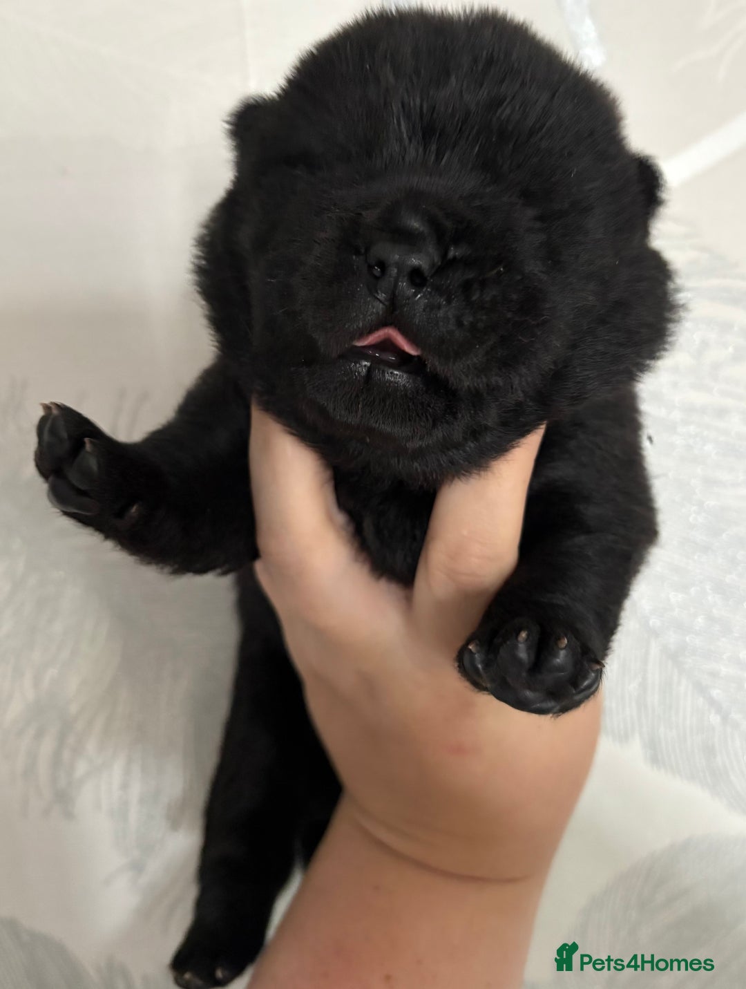 Chow Chow dogs for sale: Quality chow chow pups - Image 7