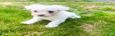 Maltese 4