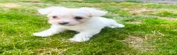 Maltese dogs for sale: Maltese puppies in Coventry - Advert 5