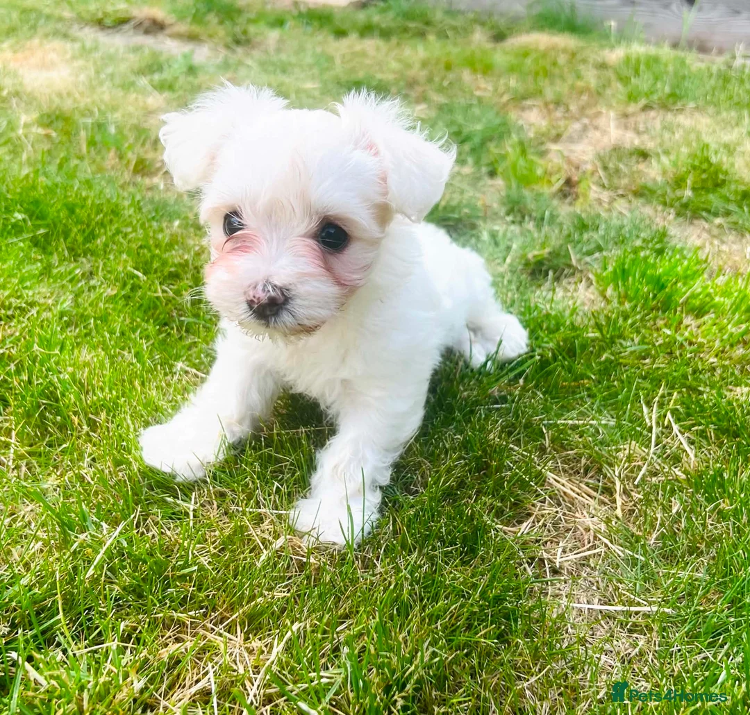 Maltese dogs for sale: Maltese puppies in Coventry - Advert 5