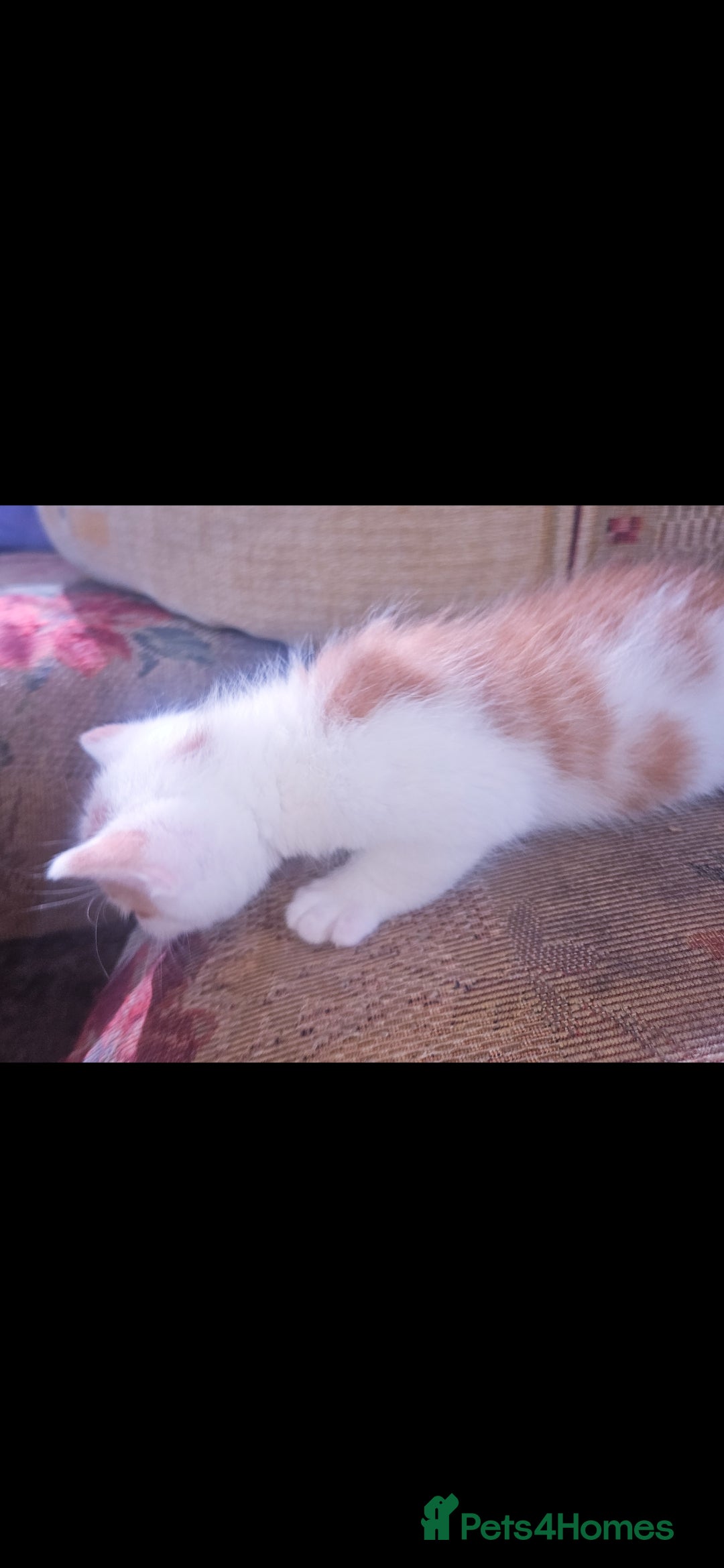 Mixed Breed cats for sale: kittens for sale  - Image 10