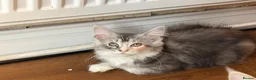 Maine Coon cats for sale: Sweet Maine coons TICA Register  - Advert 18