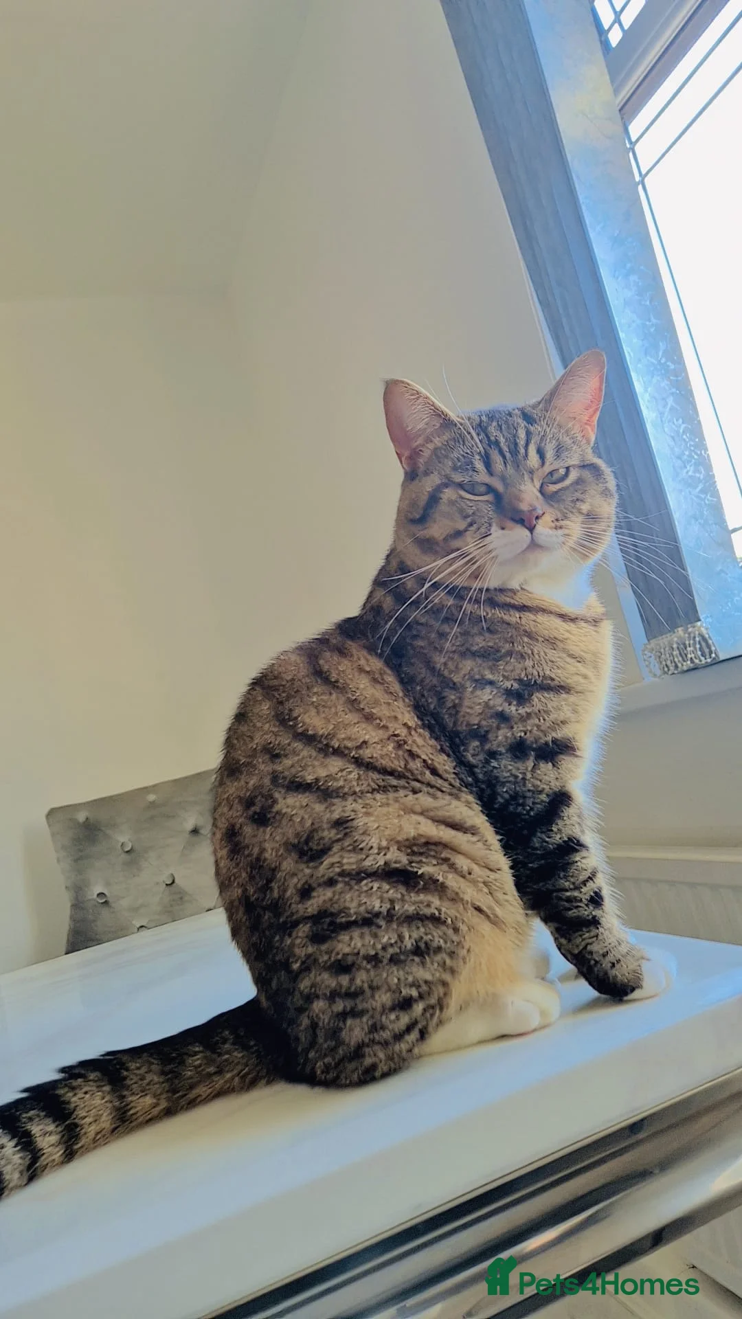 British Shorthair cats for sale: British shorthair & Tabby mix cat in Halifax - Advert 2