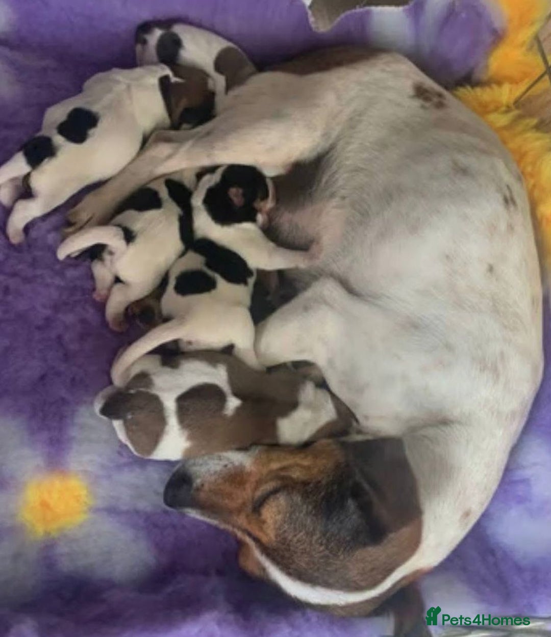 Jack Russell dogs for sale: Miniature Jack Russell puppies - Image 4
