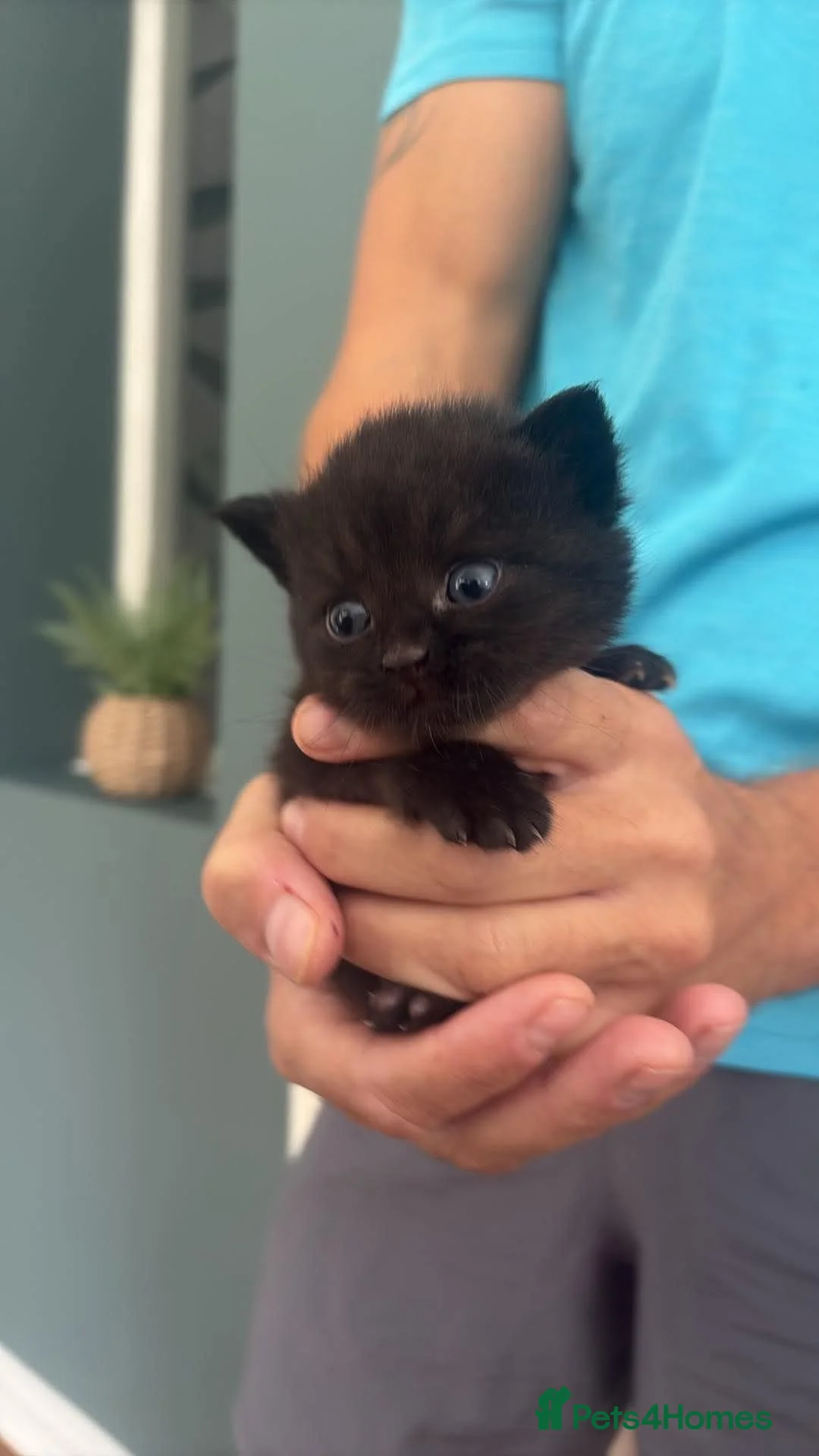 British Shorthair cats for sale: British Shorthair Kittens - Advert 4