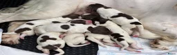 English Springer Spaniel dogs for sale: FTCH Sired Springer Spaniel Puppies - Advert 9