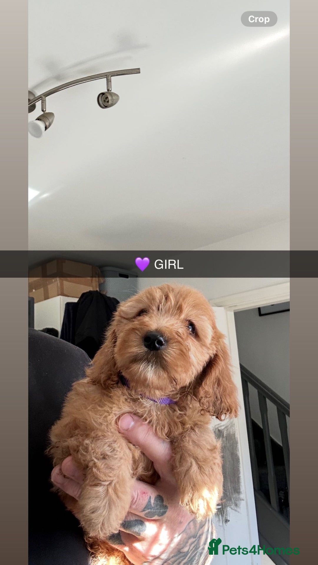 Cockapoo dogs for sale: F2 COCKERPOOS  - Image 5