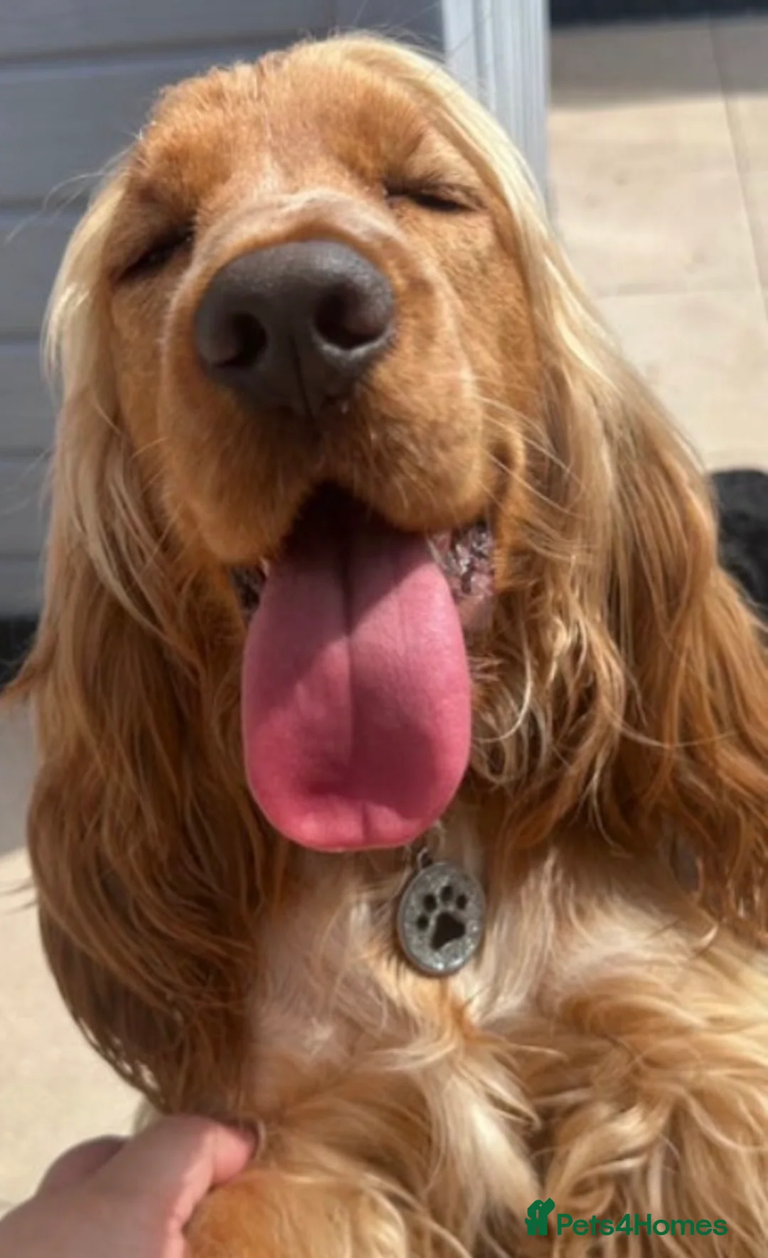 Cocker Spaniel dogs for stud: 🧬 Health Tested Show Type Cocker Spaniel Stud 🧬  - Advert 3