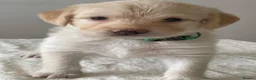 Labradoodle dogs for sale: Ready now - last few remaining  - Advert 28