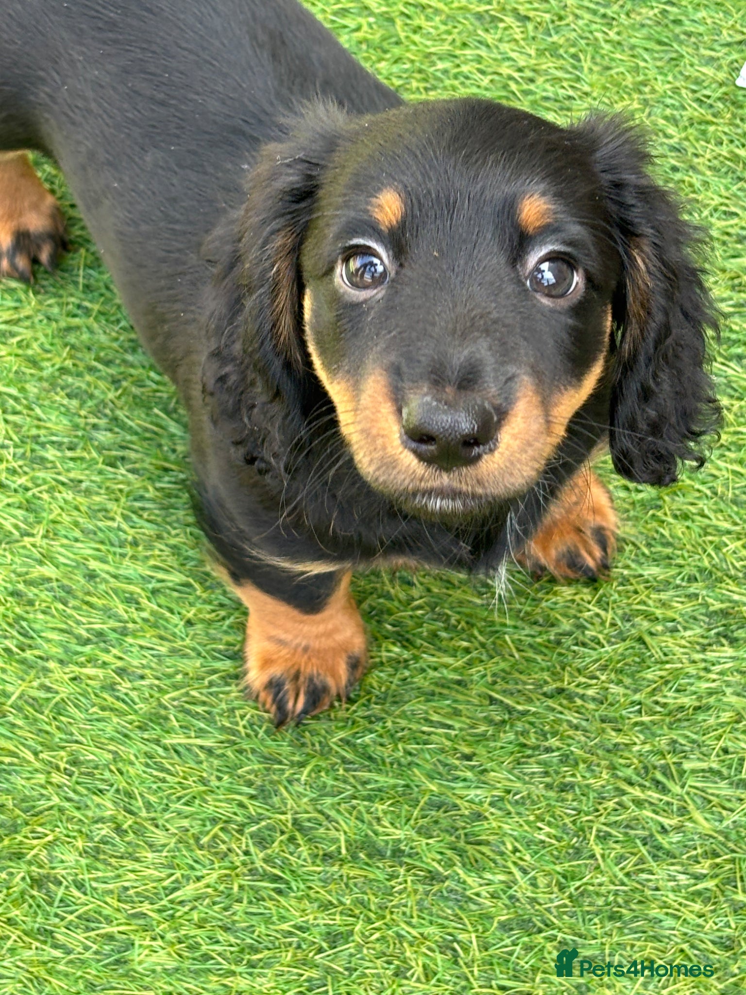 Miniature Dachshund dogs Beautiful miniature dachshund puppies✨ - Advert 3